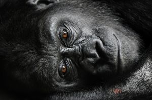 Gorilla- Bronx Zoo